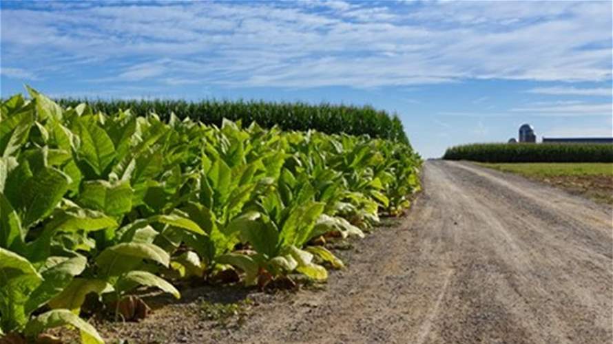 South Lebanon Tobacco Farmers Hold On