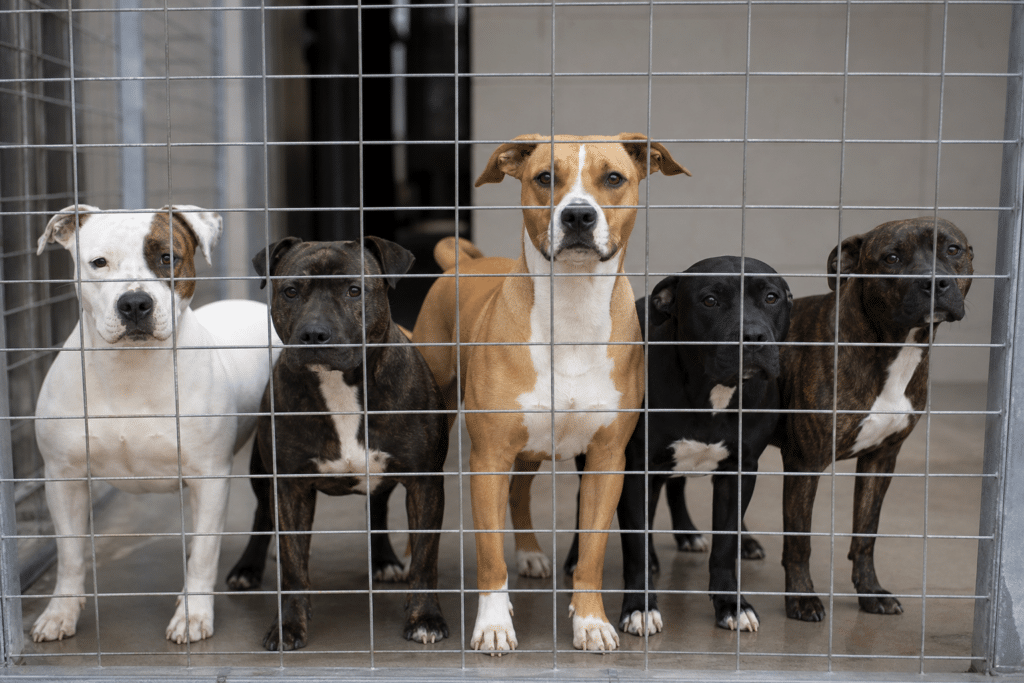 Five Dogs to Be Euthanased After Sydney Death