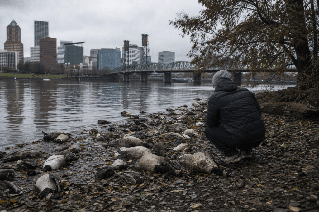 Portland Residents Fear Bird Flu Behind Mass Deaths