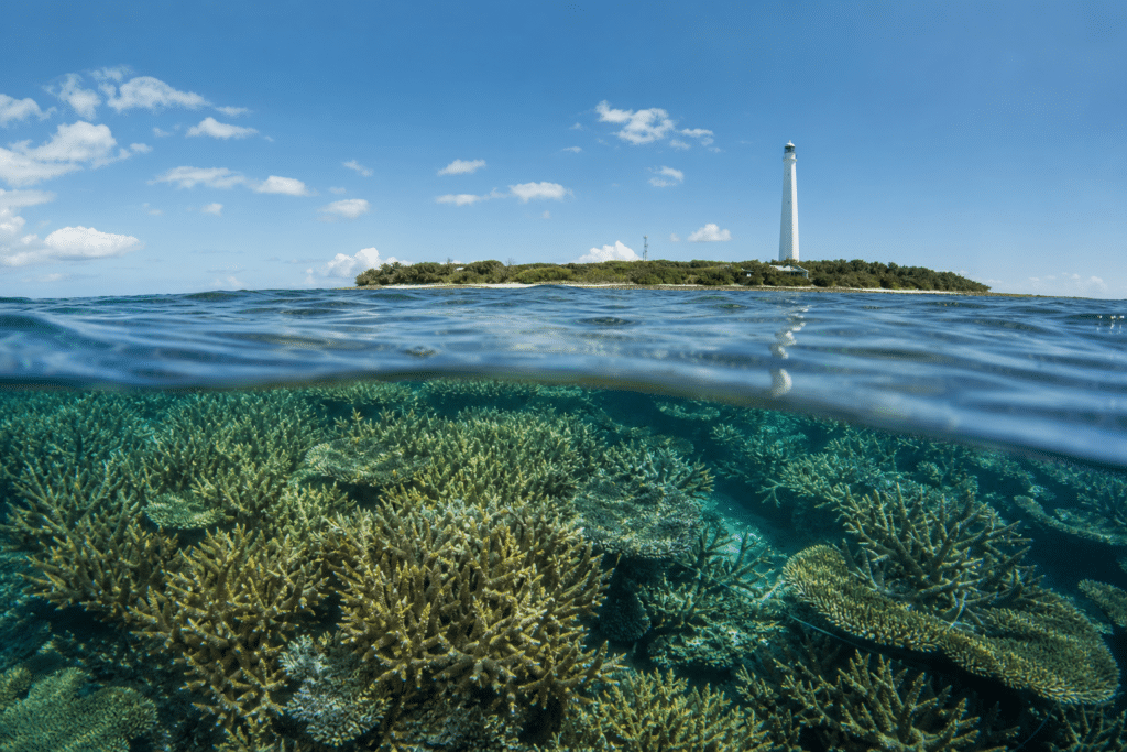 Lady Elliot coral rebounds after Cyclone Alfred cooling