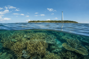 Lady Elliot coral rebounds after Cyclone Alfred cooling