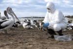 Bird Flu Threatens Australian Wildlife Populations