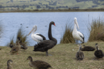 Eight H5 Bird Flu Cases Confirmed on NSW Far South Coast