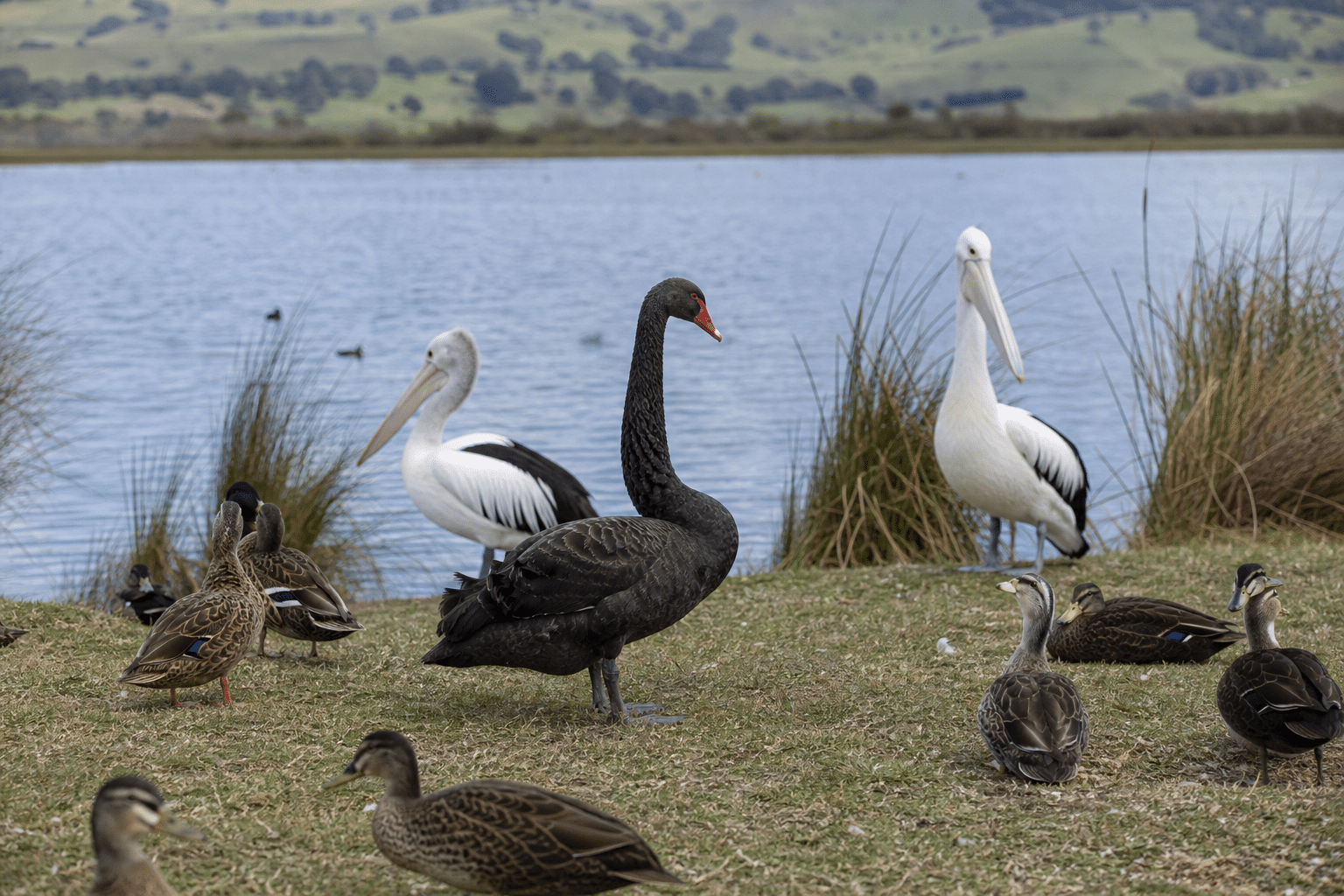 Eight H5 Bird Flu Cases Confirmed on NSW Far South Coast