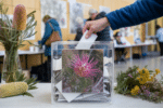 Australia’s Wildflower Vote Closes After 70,000 Ballots