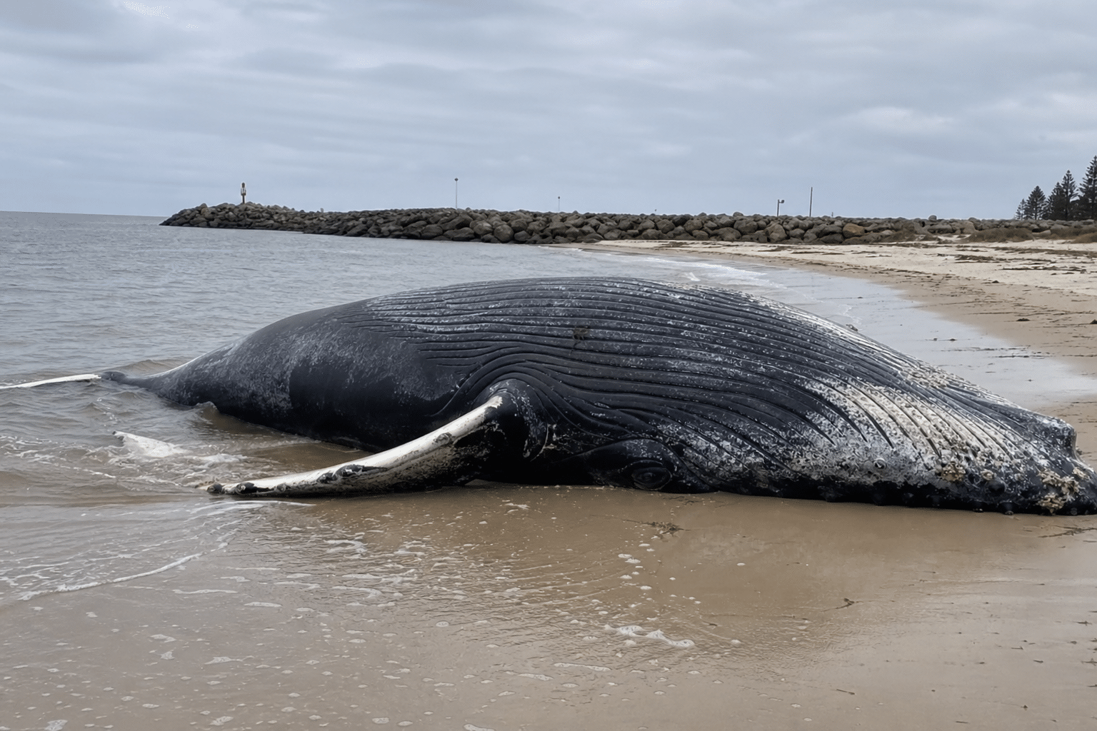 Humpback Whale Beached at Port Kennedy