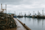 Tiger Prawn Fleet Falls to Record Low