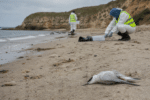 H5 Testing Begins After Tern Deaths Off Cape Jaffa
