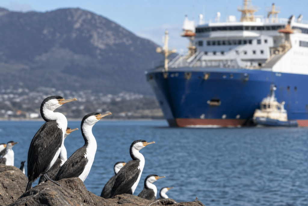 Tasmania Prepares as H5 Bird Flu Spreads Interstate