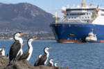 Tasmania Prepares as H5 Bird Flu Spreads Interstate