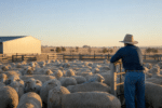 Shahin Family Buys Three South Australian Sheep Stations