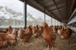Victoria Orders Poultry Housing to Limit H5N1 Risk