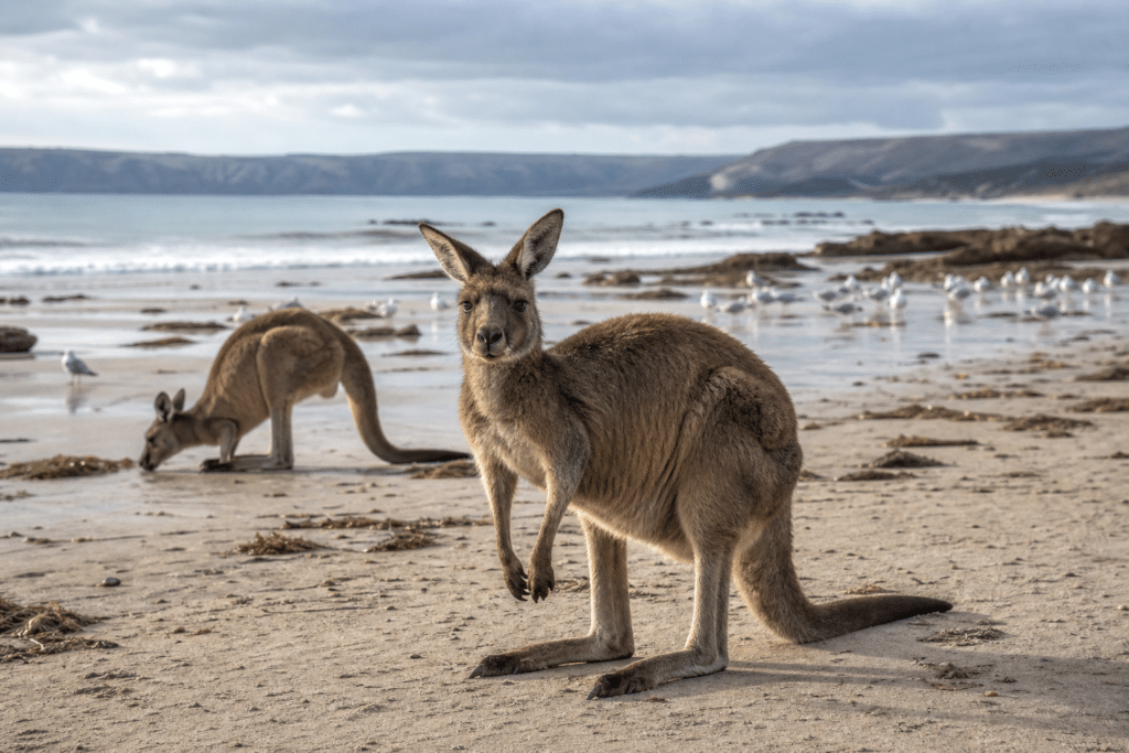 Bird Flu Fears Rise on Kangaroo Island