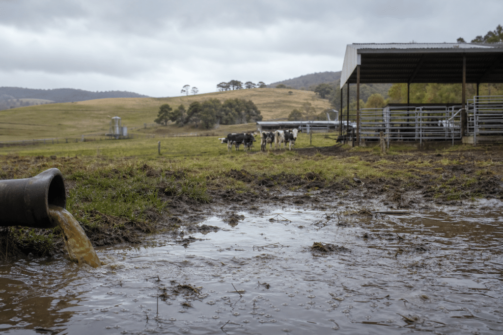 Tasmanian Family Farm Stalled by Sewage and PFAS
