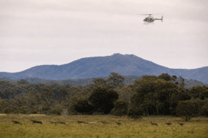 Yuraygir aerial cull paused for court proceedings