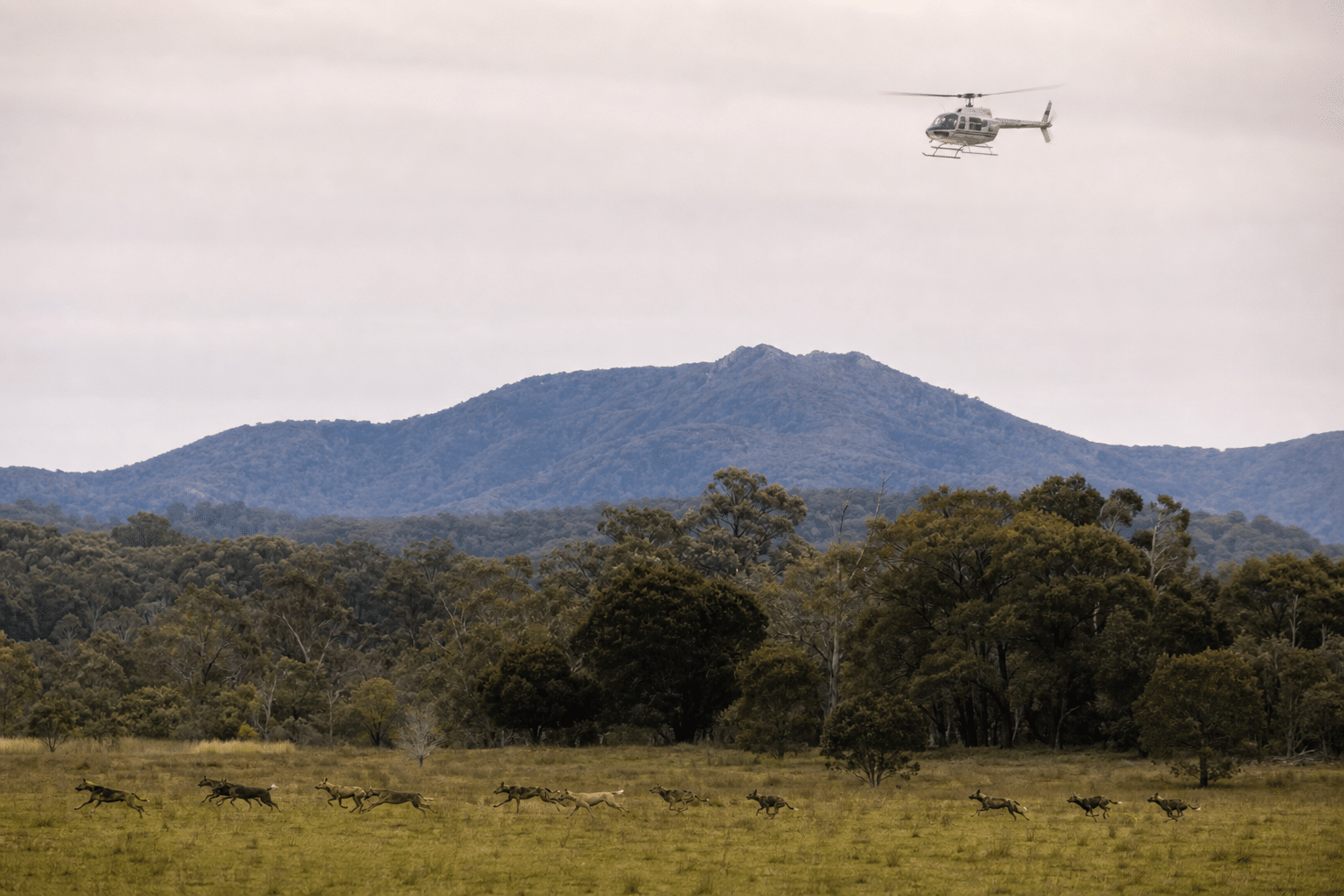 Yuraygir aerial cull paused for court proceedings