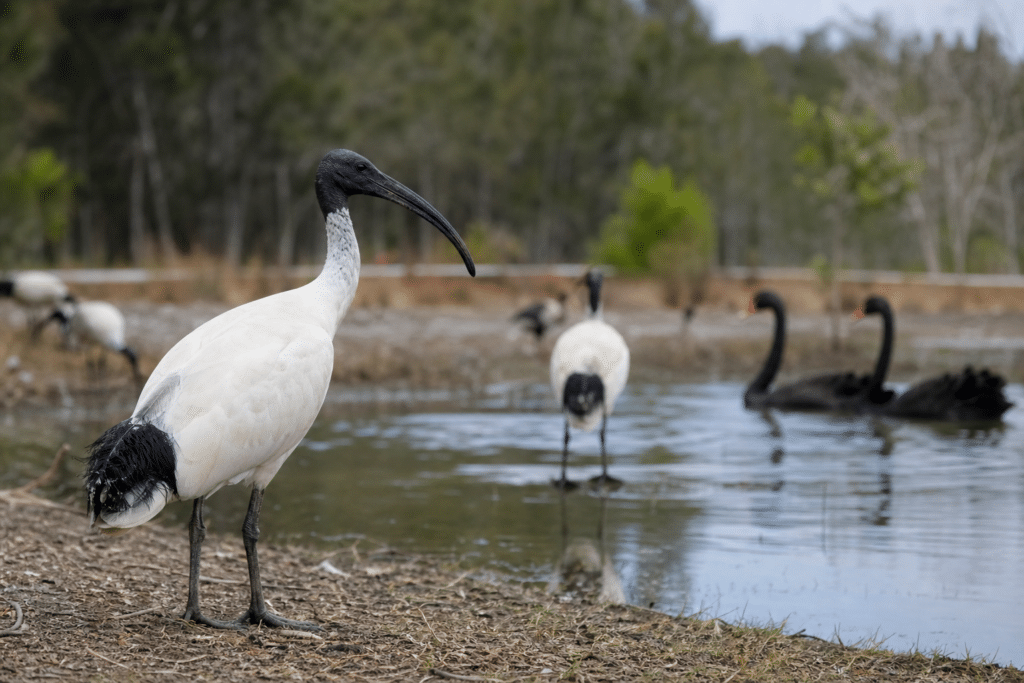 NSW confirms first H5 cases in native birds