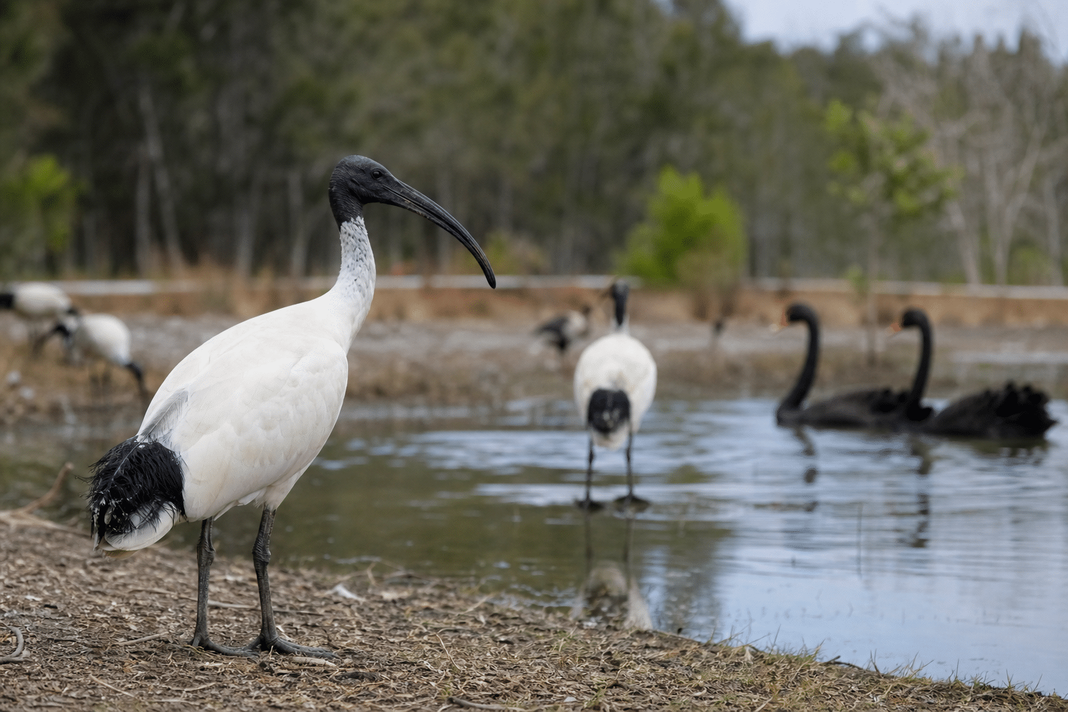 NSW confirms first H5 cases in native birds