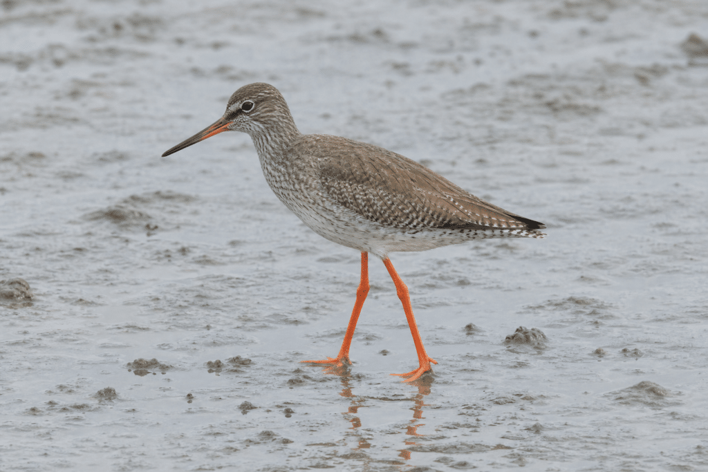 Rare Common Redshank Spotted at Cairns Mudflats