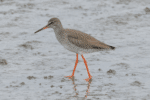 Rare Common Redshank Spotted at Cairns Mudflats