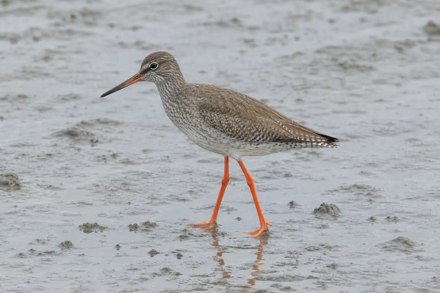 Rare Common Redshank Spotted at Cairns Mudflats