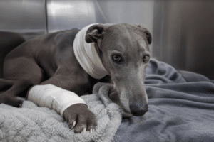 Greyhound injured in Tasmania solidarity race