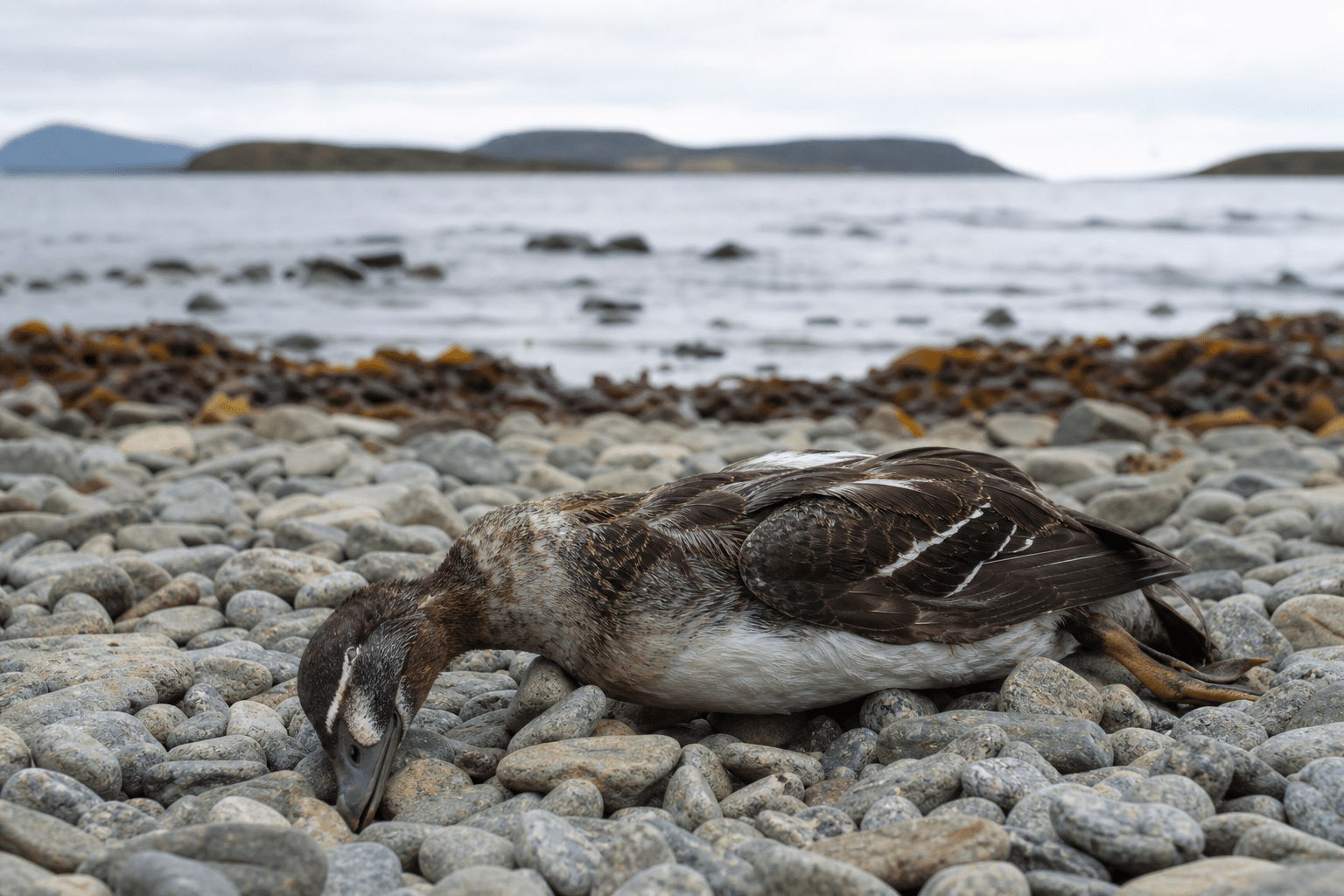 Tasmania Records First Confirmed H5N1 Bird Flu Case