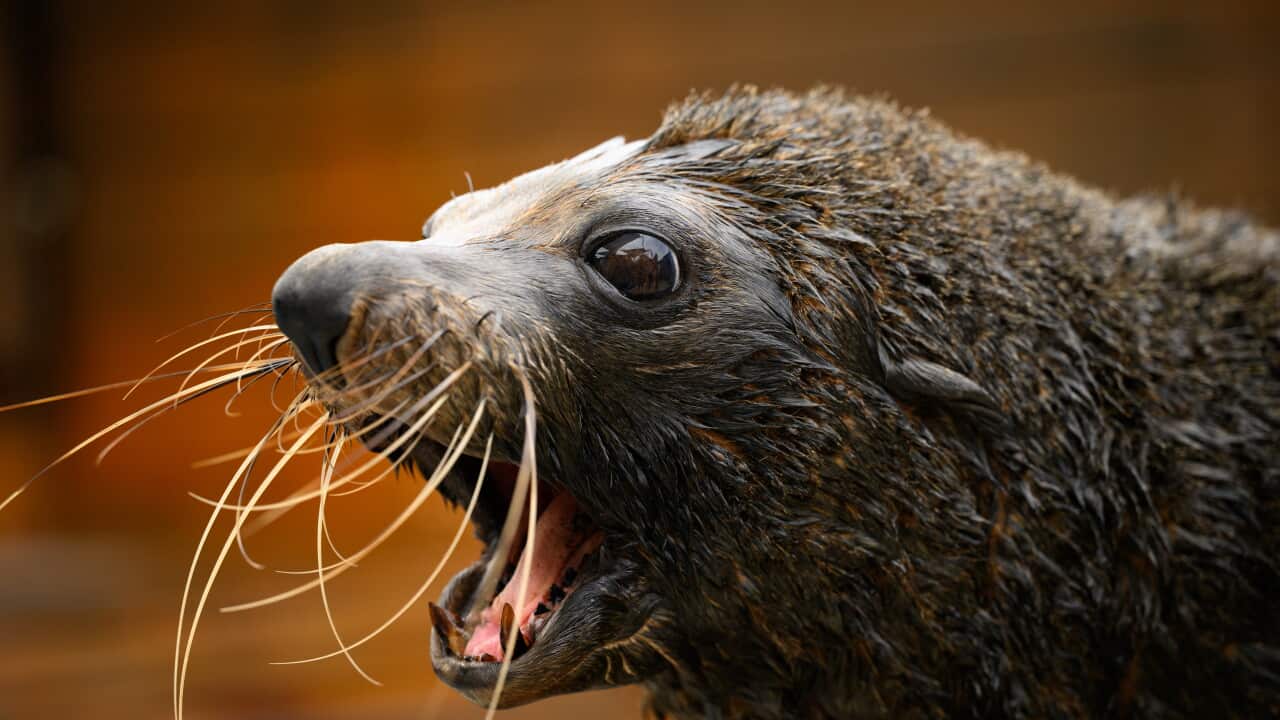 Australia Records First Mammal Case of H5 Bird Flu