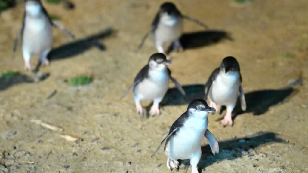 Phillip Island Vaccinates Little Penguins as H5N1 Cases Rise