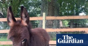 Georgia Officer Placed on Leave After Donkey Shooting