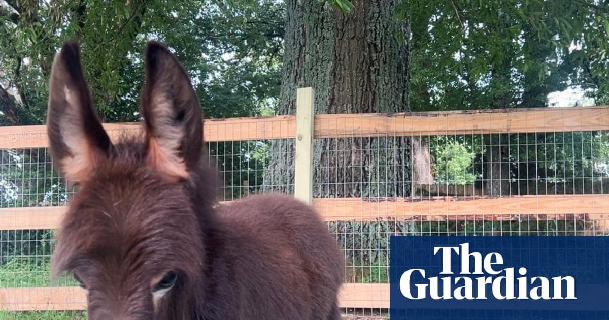 Georgia Officer Placed on Leave After Donkey Shooting
