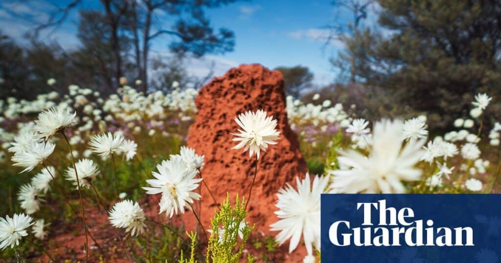 Western Australia Wildflowers Bloom Around Radio Observatory