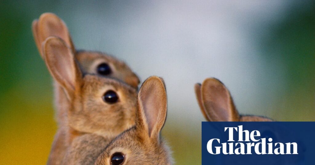Rabbit Numbers Rise Across Australia