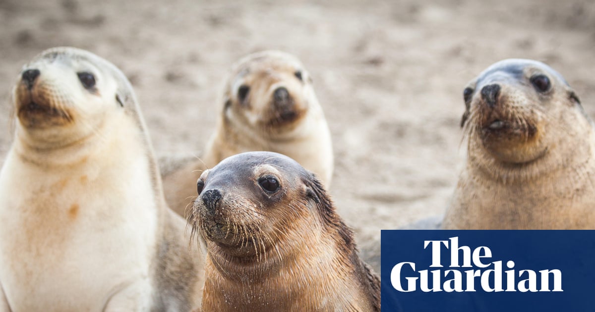 H5 Bird Flu Kills Endangered Australian Sea Lion