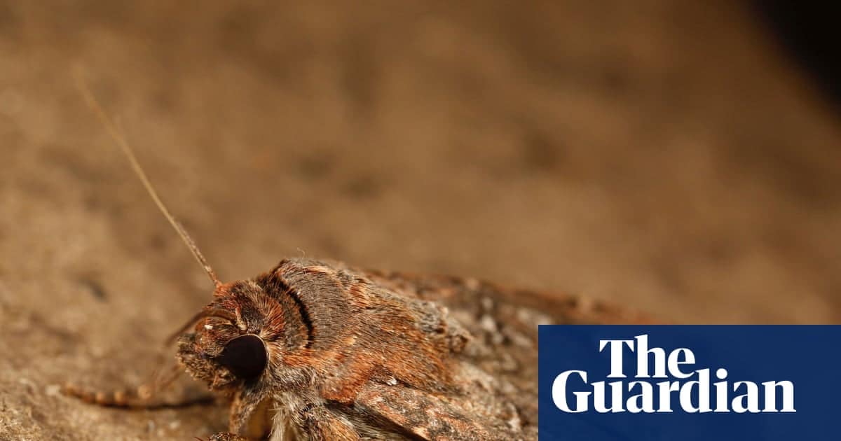 Bogong moth sightings rise as migration reaches NSW