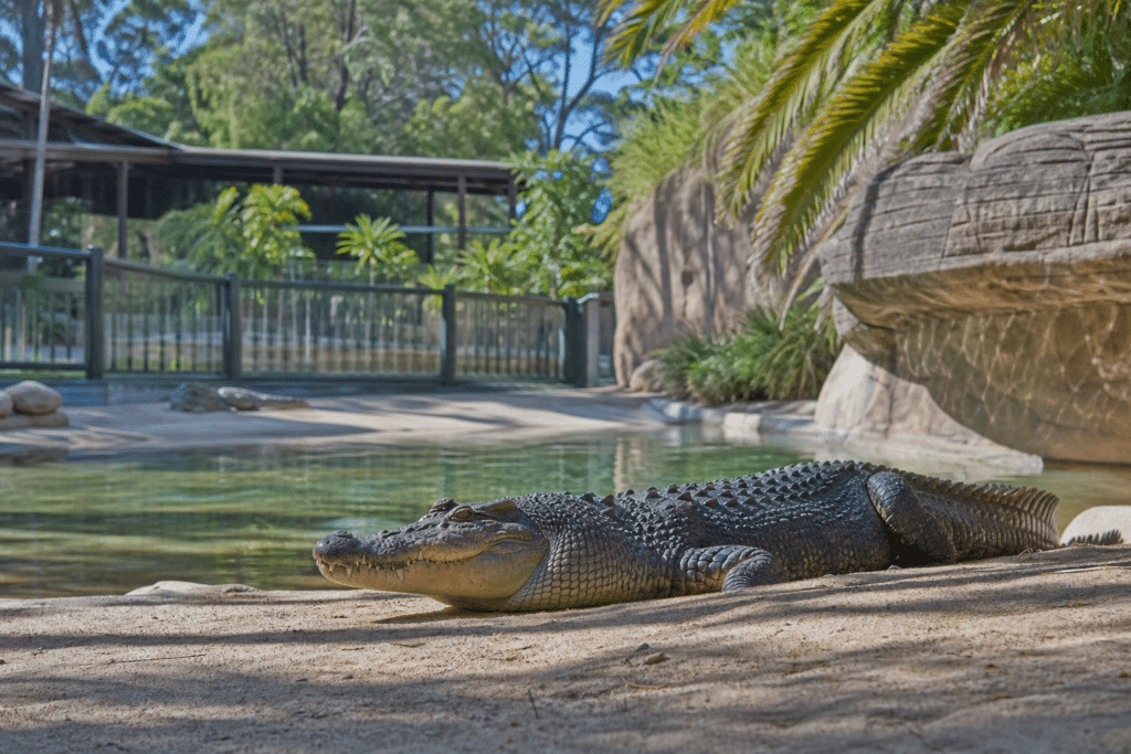 Teens Charged After Alleged Perth Zoo Crocodile Attack