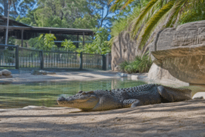 Teens Charged After Alleged Perth Zoo Crocodile Attack