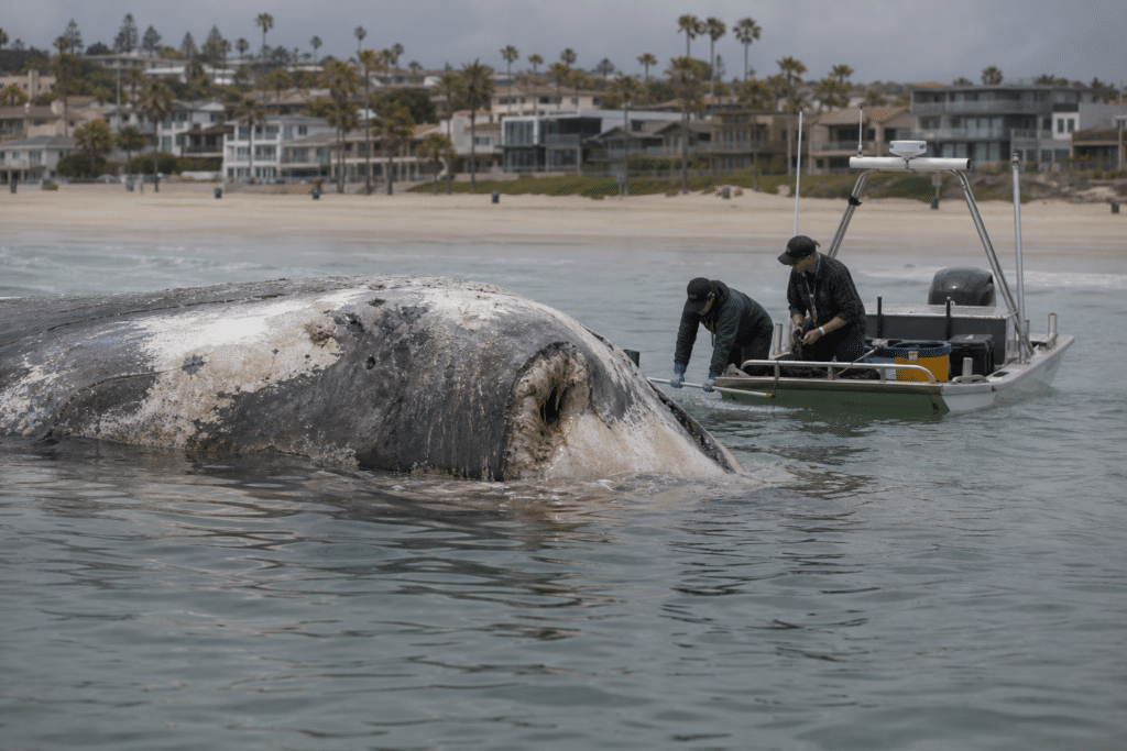 City Beach Whale Carcass Prompts Shark Tagging Effort