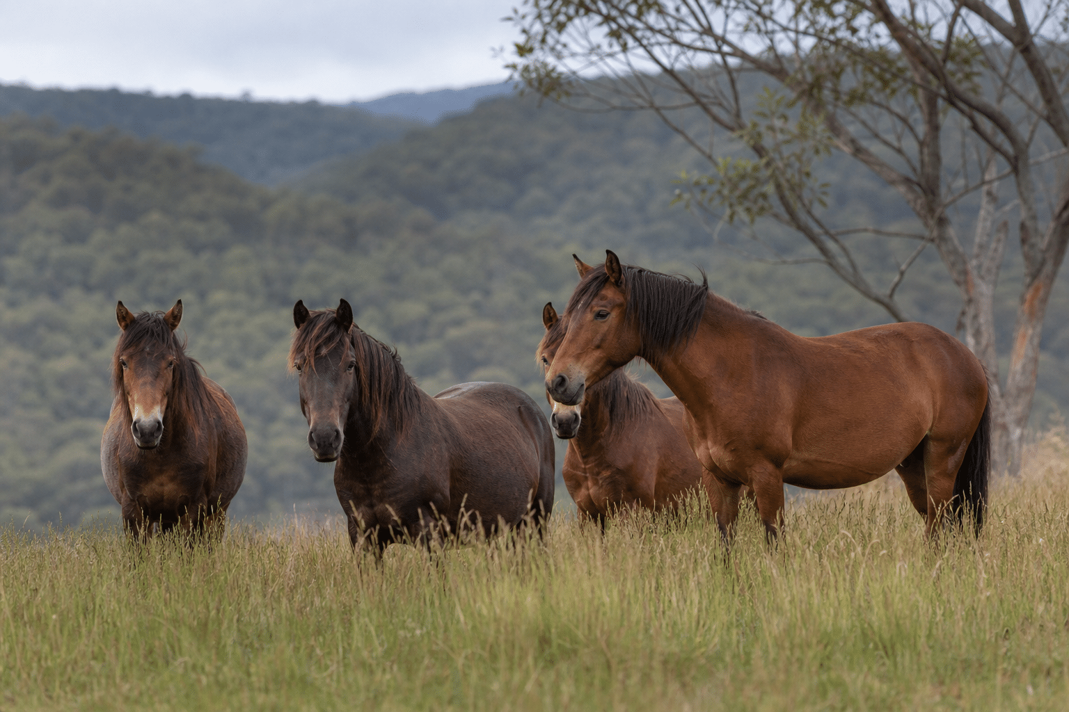 Yuraygir Brumby Culling Paused Pending Court Decision