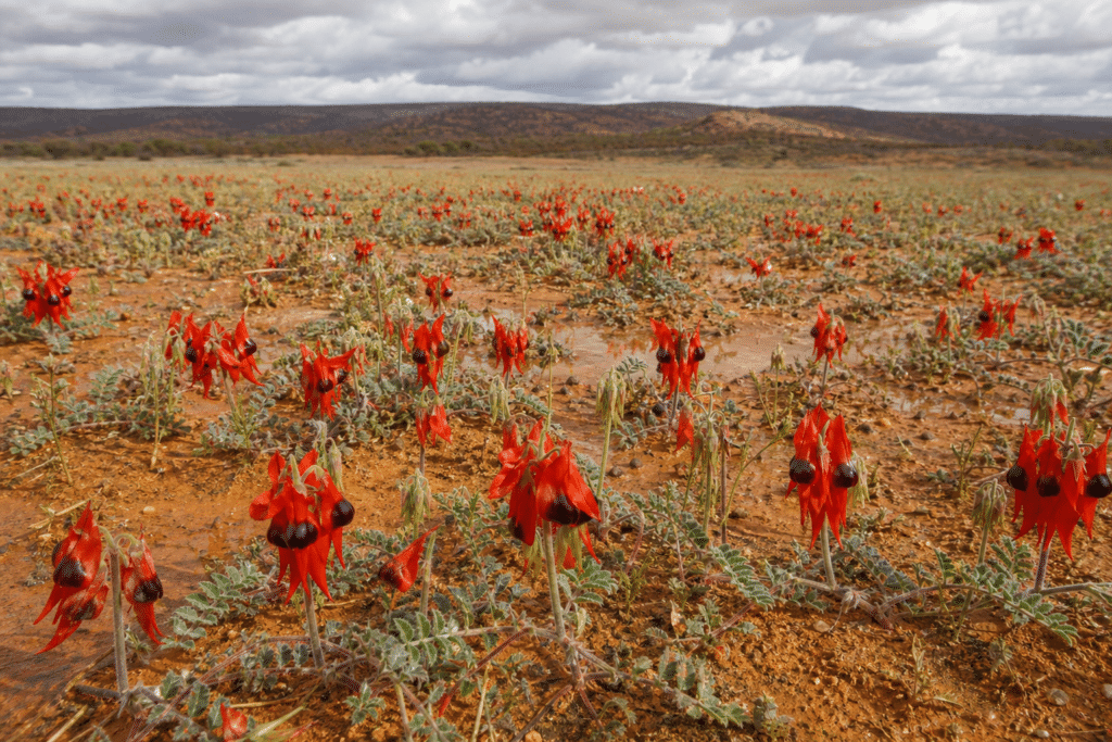 Rain sparks Sturt’s desert pea super bloom