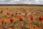 Rain sparks Sturt’s desert pea super bloom