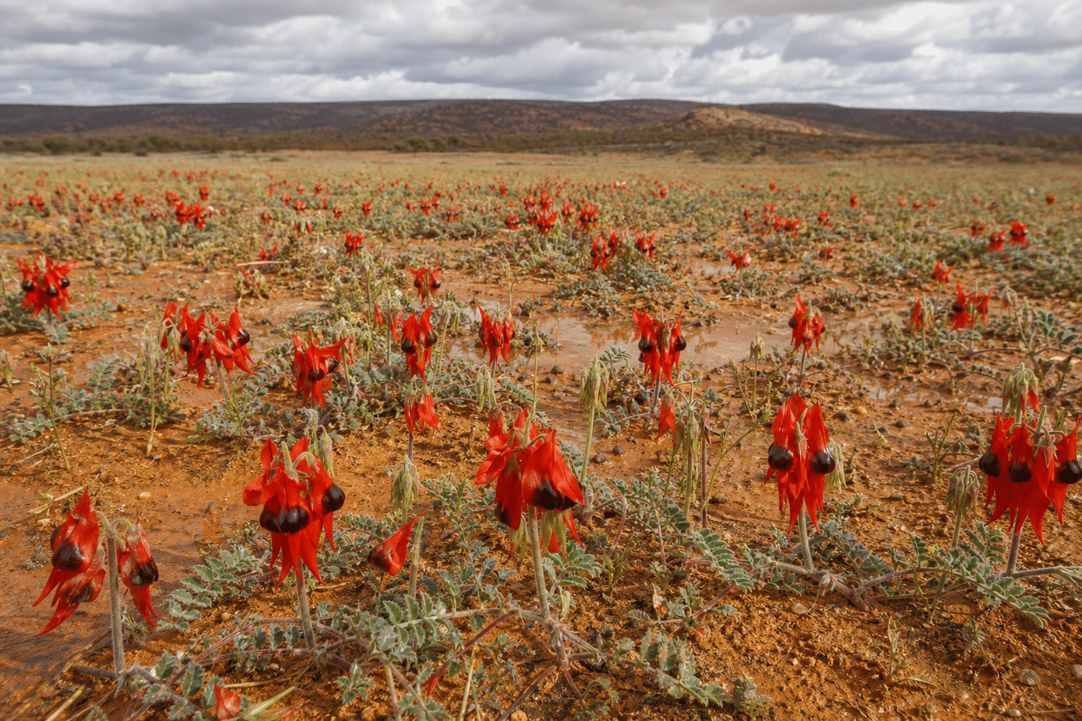 Rain sparks Sturt’s desert pea super bloom