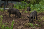 Feral Pigs Damage Gardens in Palmerston