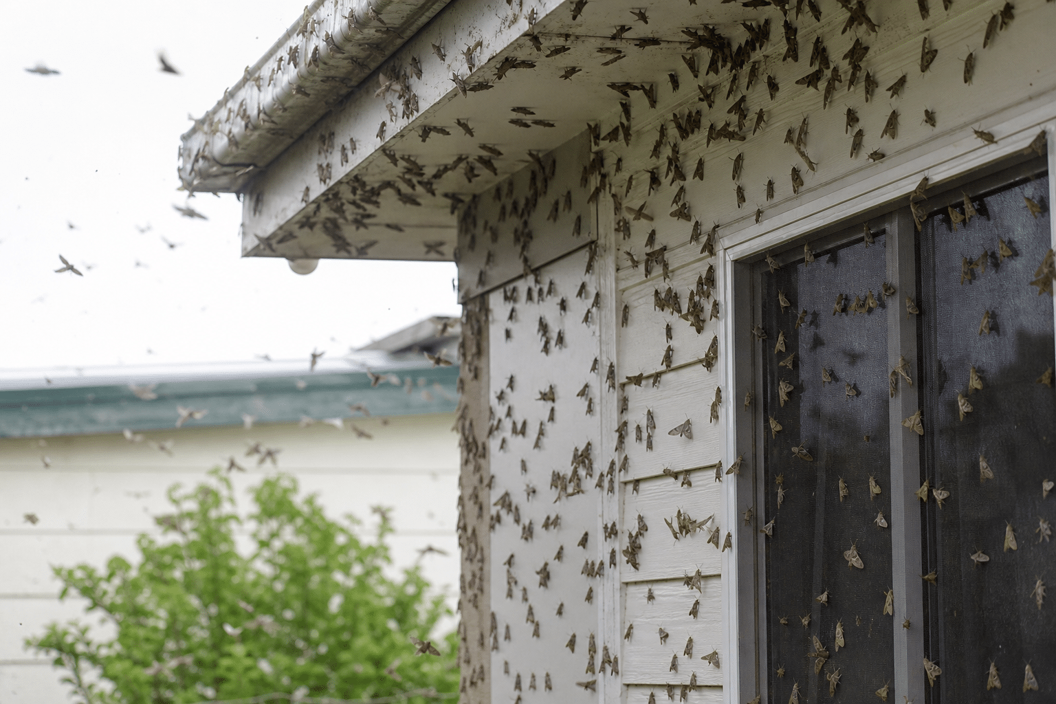 Bogong moth swarms reported across NSW homes