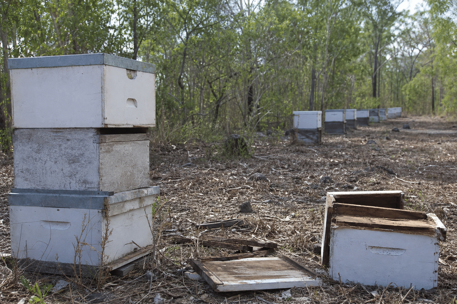 Beehive Thefts Hit Far North Queensland Beekeepers