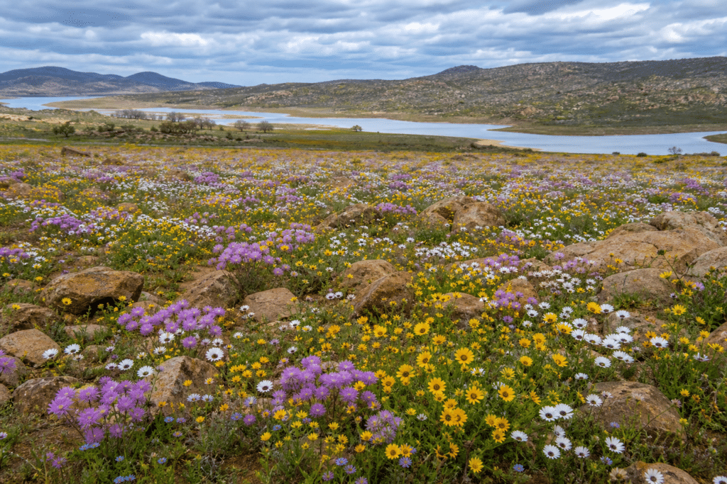 Riverland Rain Sparks Extraordinary Wildflower Display