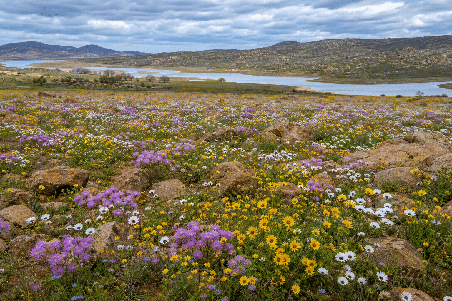 Riverland Rain Sparks Extraordinary Wildflower Display