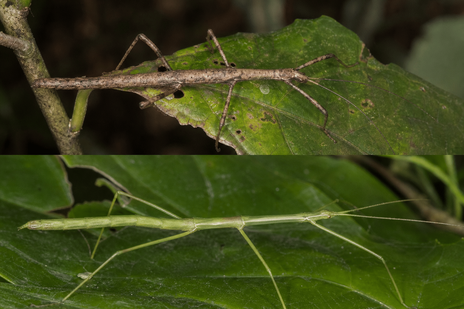 Two Stick Insect Species Found in Far North Queensland
