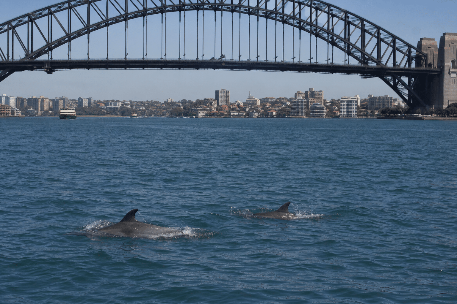 Dolphins Seen West of Sydney Harbour Bridge