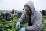 ABNs Reportedly Used to Underpay Migrant Workers
